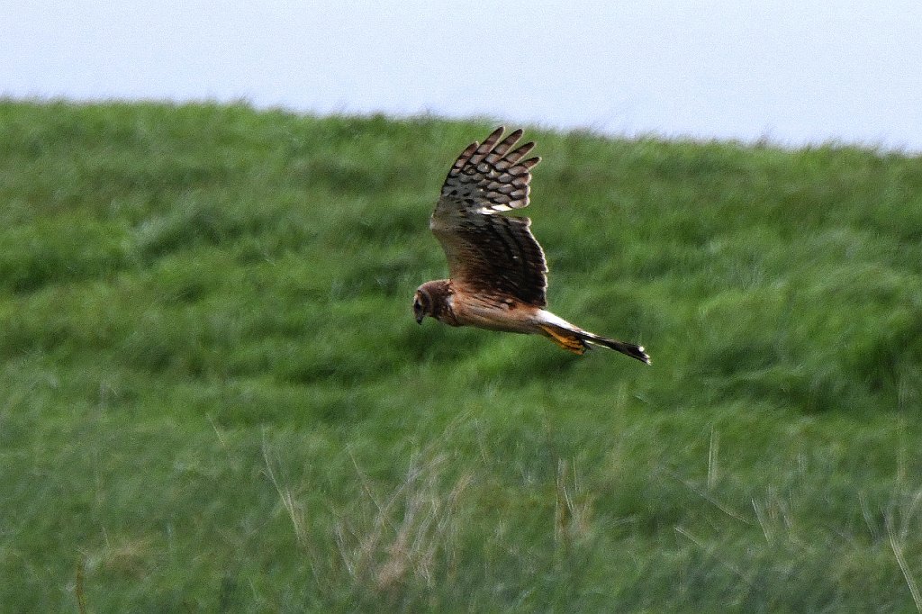 Hawk, Northern Harrier, 2017-05064945 Parker River NWR, MA.JPG - Northern Harrier in flight. Parker River National Wildlife Refuge, MA, 5-6-2017